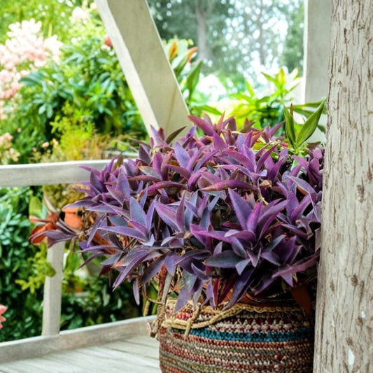 2 Live Purple Heart Plants – Setcreasea pallida / Tradescantia pallida | 4–6 Inch Starter Plants | Purple Foliage | No Pot | Trailing Ornamental Plant