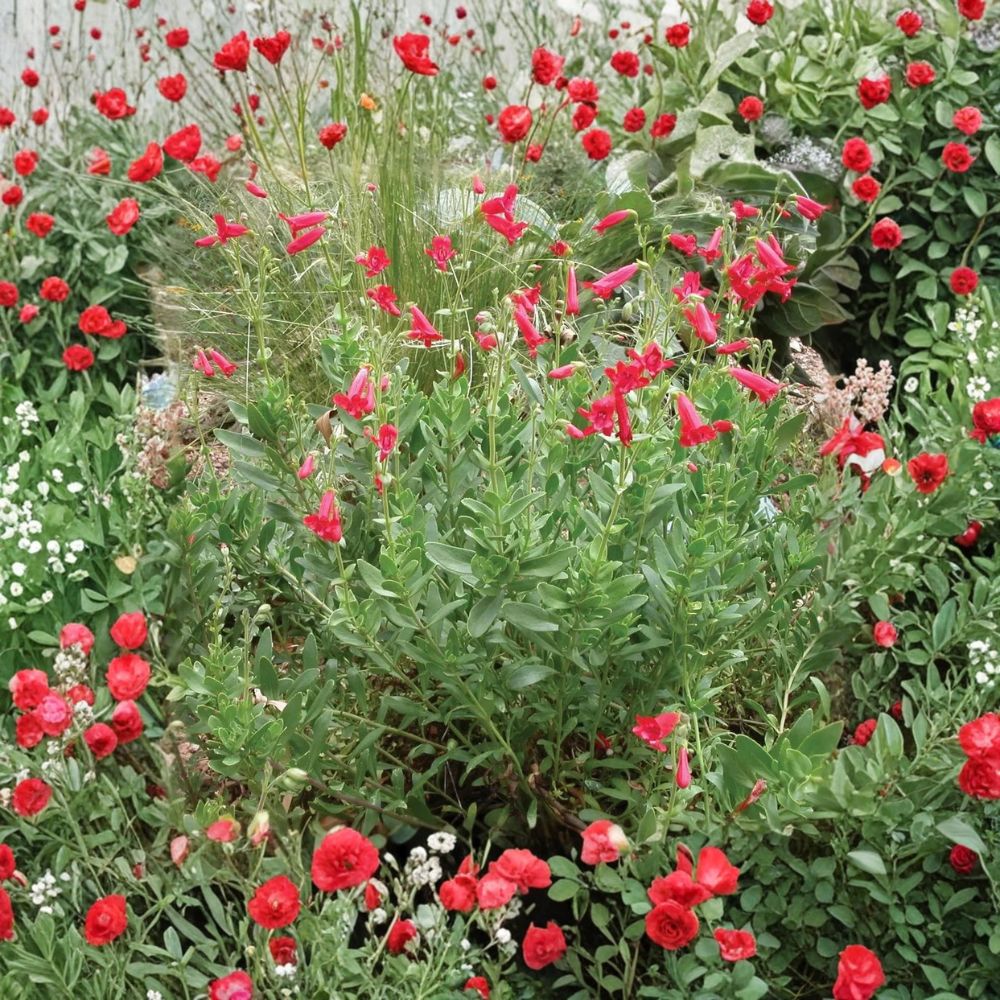 Rock Penstemon Live Plant – Penstemon baccharifolius | 1 Gallon Nursery Pot | Cherry Red Flowering Perennial | Hummingbird Friendly | Easy to Grow