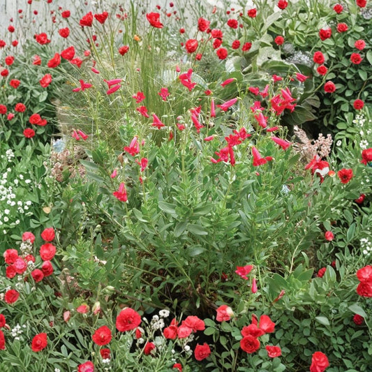 Rock Penstemon Live Plant – Penstemon baccharifolius | 1 Gallon Nursery Pot | Cherry Red Flowering Perennial | Hummingbird Friendly | Easy to Grow