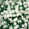 Philadelphus 'Janet Reidy' – Fragrant Mockorange Live Plant | 2 Gallon Pot | Double White Blooms | Sweet Citrus Fragrance | Hardy Flowering Shrub
