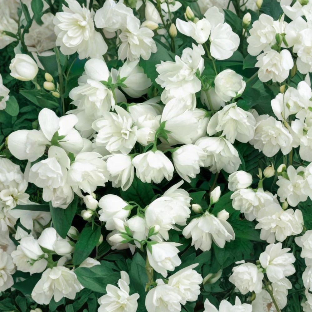 Philadelphus 'Janet Reidy' – Fragrant Mockorange Live Plant | 2 Gallon Pot | Double White Blooms | Sweet Citrus Fragrance | Hardy Flowering Shrub