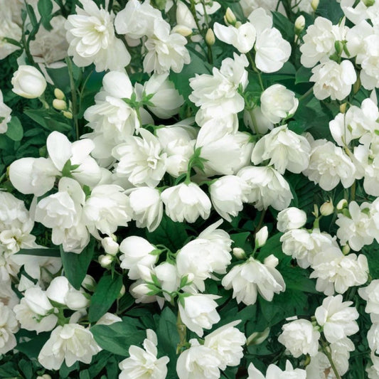 Philadelphus 'Janet Reidy' – Fragrant Mockorange Live Plant | 2 Gallon Pot | Double White Blooms | Sweet Citrus Fragrance | Hardy Flowering Shrub