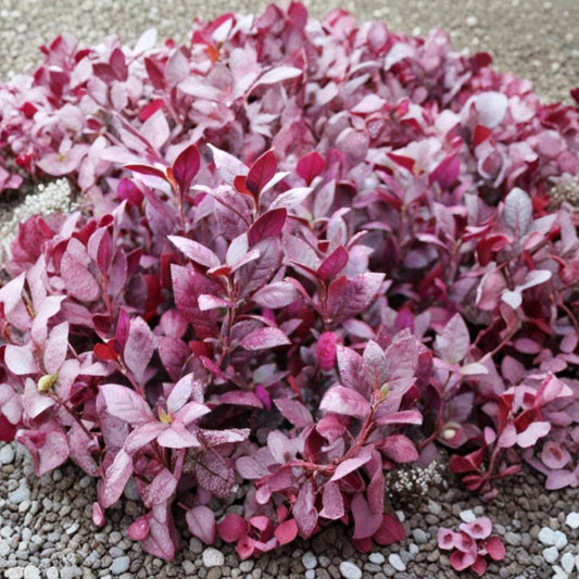 2 Live Alternanthera ‘Little Ruby’ Plants – 4–6 Inch Starter Plants | Ruby Red Burgundy Foliage | Ground Cover | No Pot | Ornamental Garden Plant
