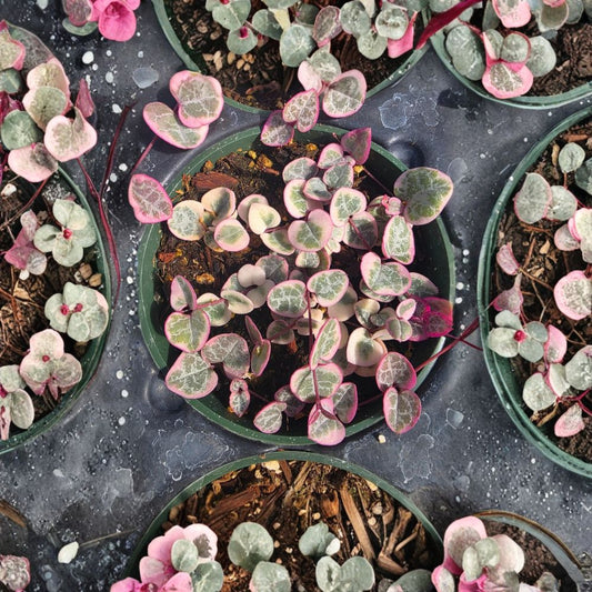 String of Hearts Variegated Live Plant – 4 Inch | Ceropegia Woodii | Trailing Succulent Vine | Indoor Houseplant | Easy Care