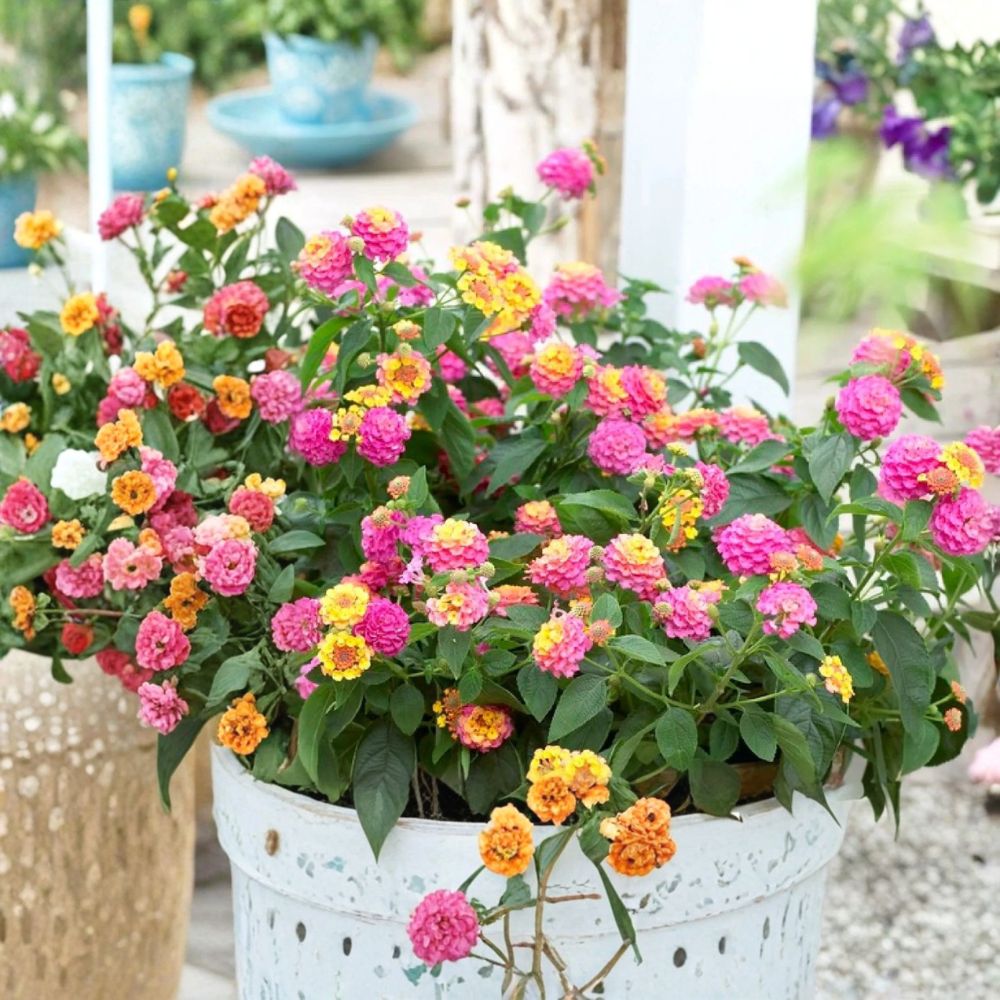 Pink Lantana Live Starter Plant | 4 Inches Tall | Ships Without Pot | Butterfly Flower | Garden & Container Friendly