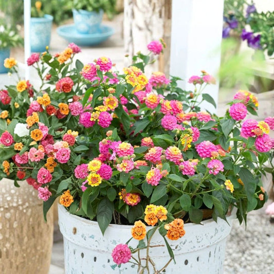 Pink Lantana Live Starter Plant | 4 Inches Tall | Ships Without Pot | Butterfly Flower | Garden & Container Friendly
