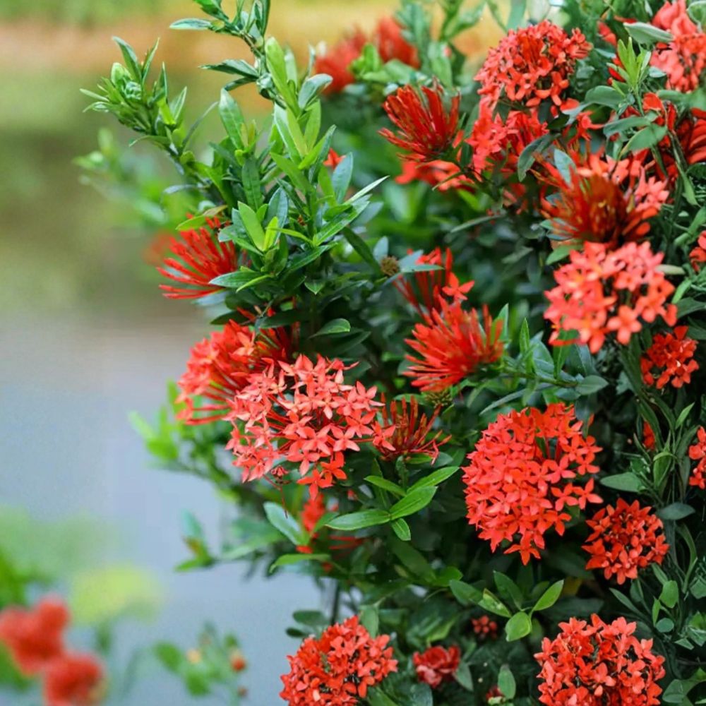 Ixora Red Live Plant – Ixora coccinea | 4–6 Inches Tall | Includes Nursery Pot | Tropical Flowering Shrub | Bright Red Blooms | Easy to Grow