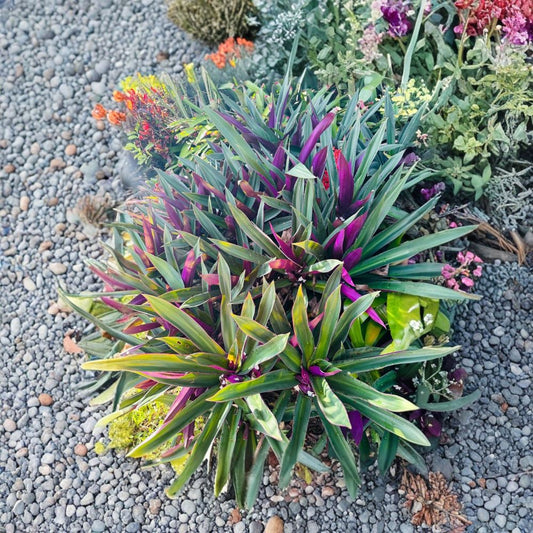 Three Oyster Plants – Tradescantia spathacea Live Plants | Moses-in-the-Cradle | Purple & Green Foliage | 4–6 Inch Starter Plants