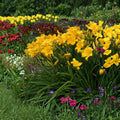 Hemerocallis 'Buttered Popcorn' Daylily – 3 Bare Root Plants | Grade #1 Roots | Fragrant Butter Yellow Blooms | Reblooming Perennial | Hardy Garden Favorite