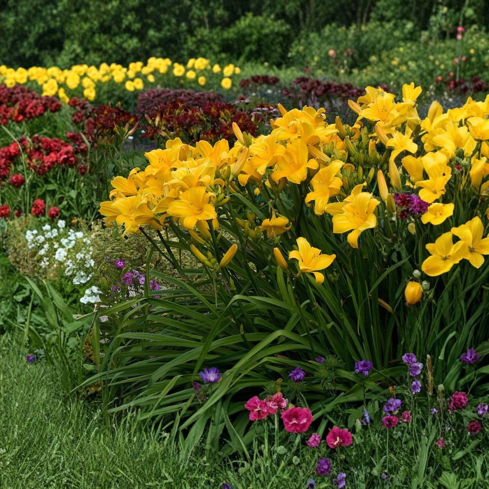 Hemerocallis 'Buttered Popcorn' Daylily – 3 Bare Root Plants | Grade #1 Roots | Fragrant Butter Yellow Blooms | Reblooming Perennial | Hardy Garden Favorite