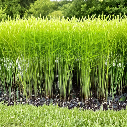 9 Mary Washington Asparagus Plants – Live Asparagus Plugs | Perennial Vegetable Garden | Edible Garden Starter Plants | Pre-Order