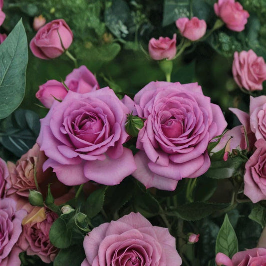 Lavender Veranda Shrub Rose Live Plant – 1 Quart | Lavender Blooms | Repeat Flowering Rose | Patio Container Rose | Hardy Garden Rose