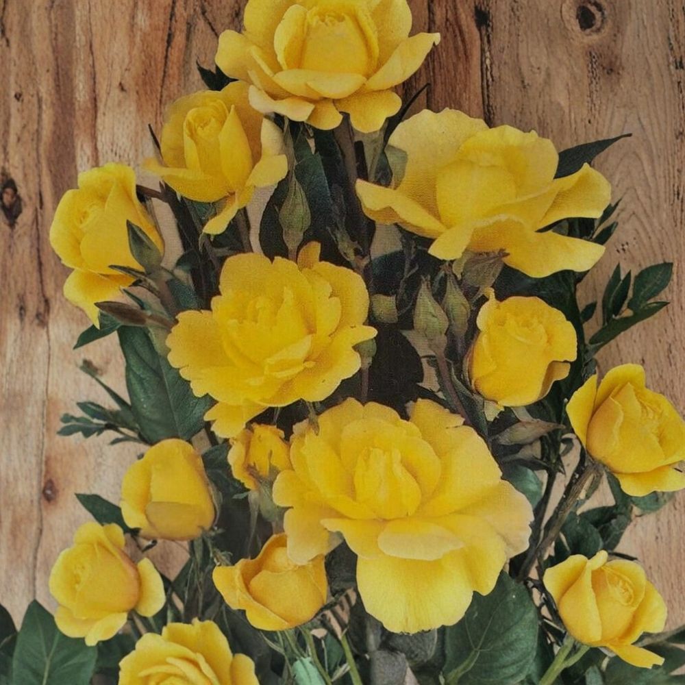 Climbing Golden Shower Rose – Daffodil Yellow Live Bush Plant | 2 Gallon Size | Includes Root Ball Wrapping | Everblooming Climbing Rose | Trellis & Arbor Friendly