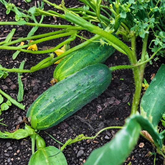 Marketmore Cucumber Live Plants – Set of 2 | 4–6" Tall | Cucumis sativus | 4" Pots | Vegetable Garden & Patio Plant