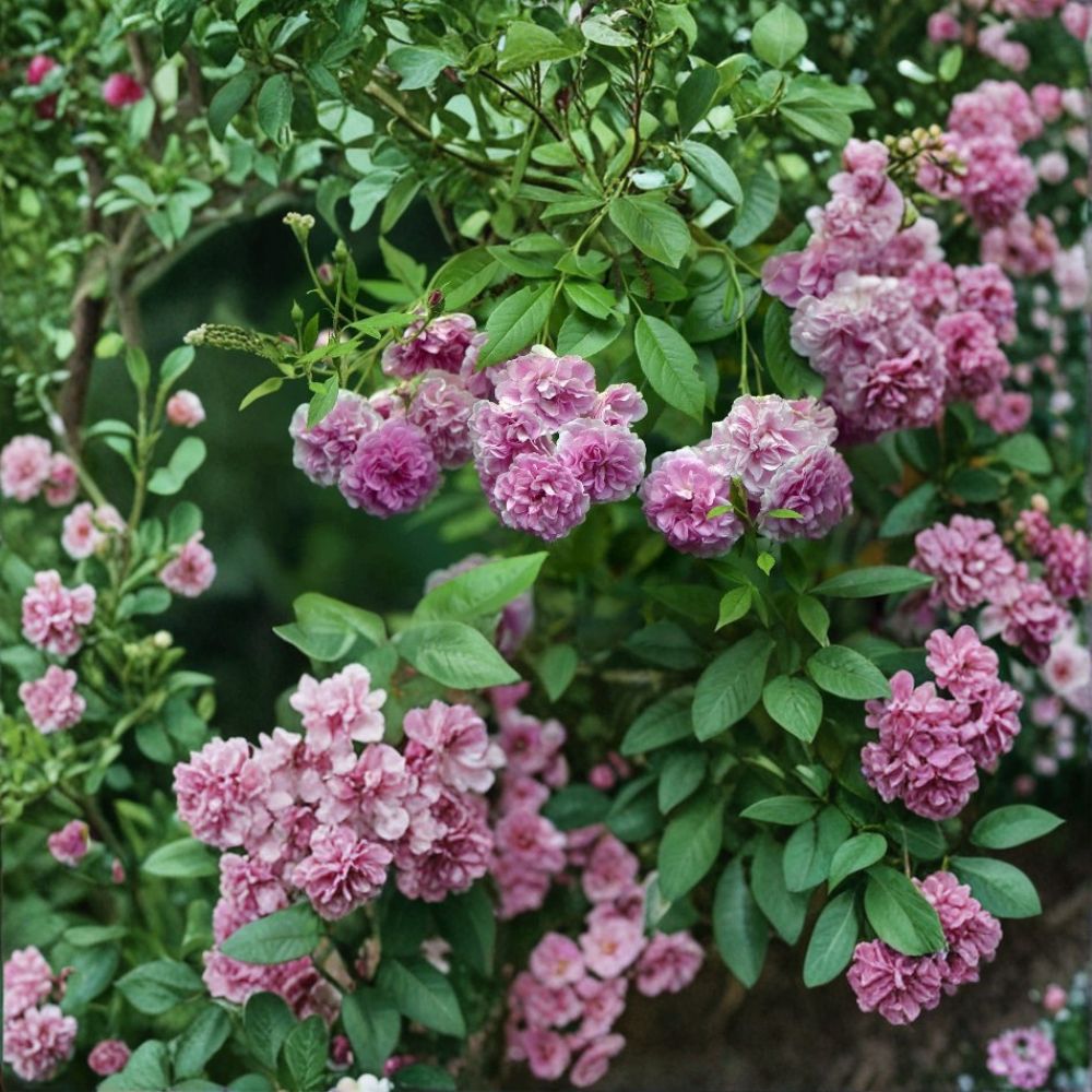 Seven Sisters Climbing Rose – Rosa Live Rooted Starter Plant | 3–6 Inches Tall | Bare Root Heirloom Pink Rose | Fragrant Climbing Rose