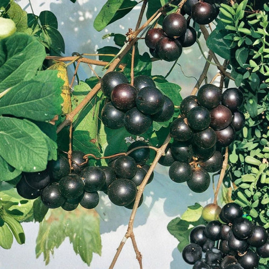 Southern Home Muscadine Grape Live Plant – Vitis 'Southern Home' | 4–6 Inch Starter Vine | Black Grapes | Self-Fertile Grape Plant | USDA Zones 7–9
