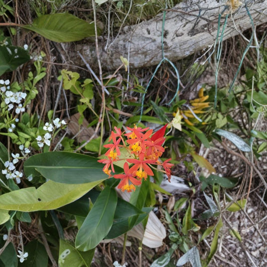 Epidendrum Radicans Orange Orchid – 2 Live Cuttings | 6–8 Inch Orchid Stems | Bright Orange Flowers | Easy Care Terrestrial Orchid | Pollinator Plant