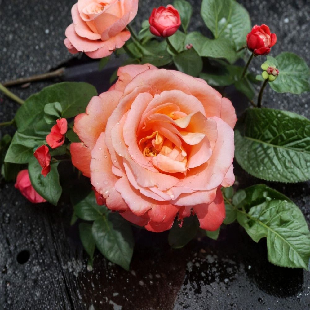 Voodoo Hybrid Tea Rose Live Plant – 5 Gallon Size | Orange & Yellow Rose Bush | Large Fragrant Blooms | Repeat Flowering Garden Rose | Includes Rooted Live Plant