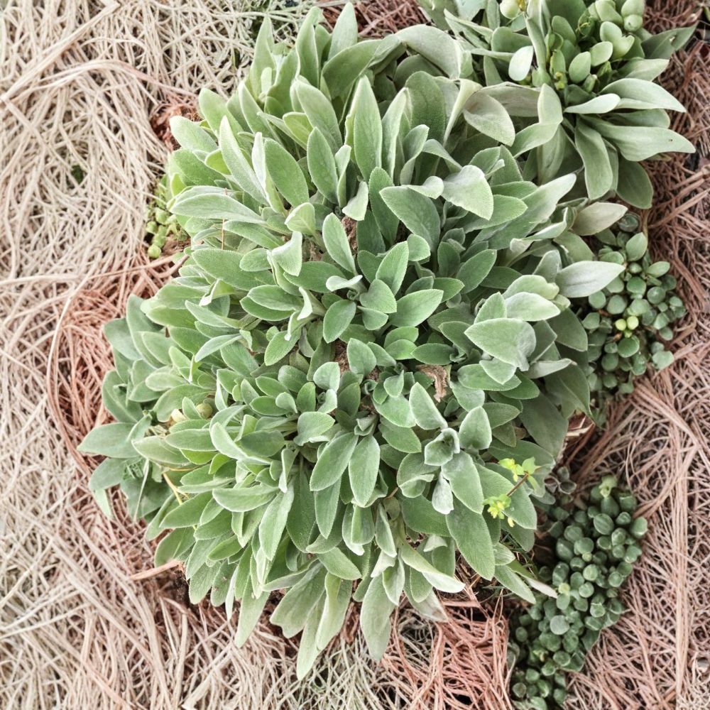 10 Lamb's Ear Live Plants – Stachys byzantina | 4–8 Inches Tall | Bare Root Starter Plants | Perennial Ground Cover | Soft Silver Foliage