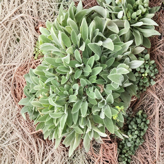10 Lamb's Ear Live Plants – Stachys byzantina | 4–8 Inches Tall | Bare Root Starter Plants | Perennial Ground Cover | Soft Silver Foliage
