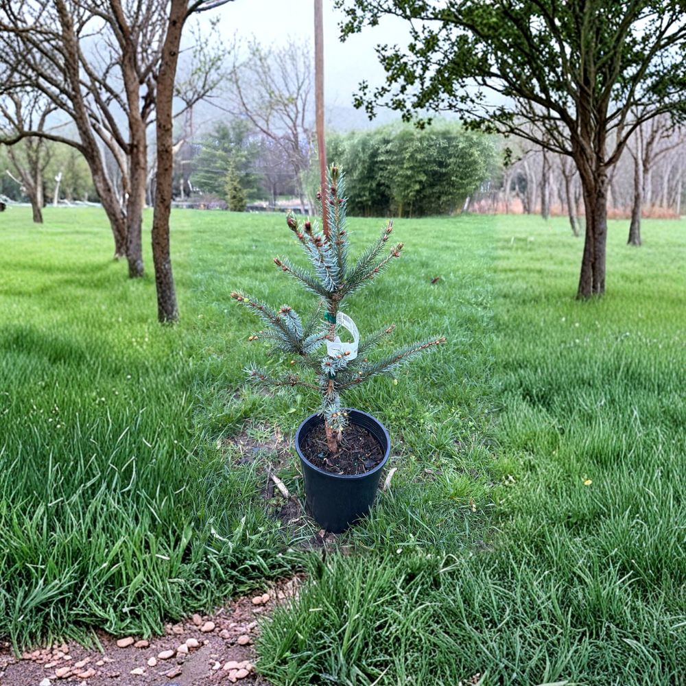 Bruns Serbian Spruce – Live Columnar Evergreen Tree | 12 Inch Tall Plant | 1 Gallon Pot | Picea omorika 'Bruns'