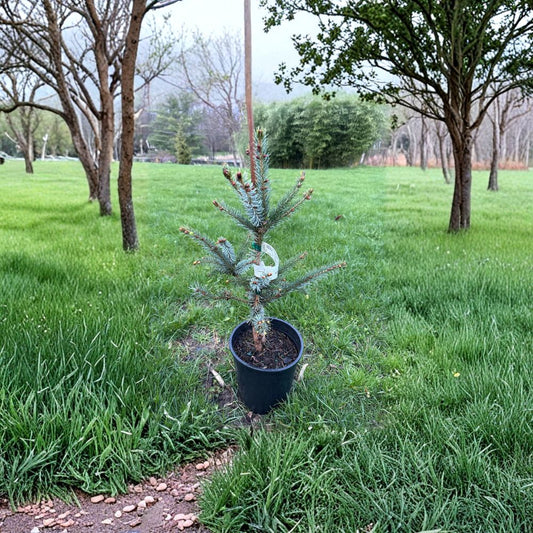 Bruns Serbian Spruce – Live Columnar Evergreen Tree | 12 Inch Tall Plant | 1 Gallon Pot | Picea omorika 'Bruns'