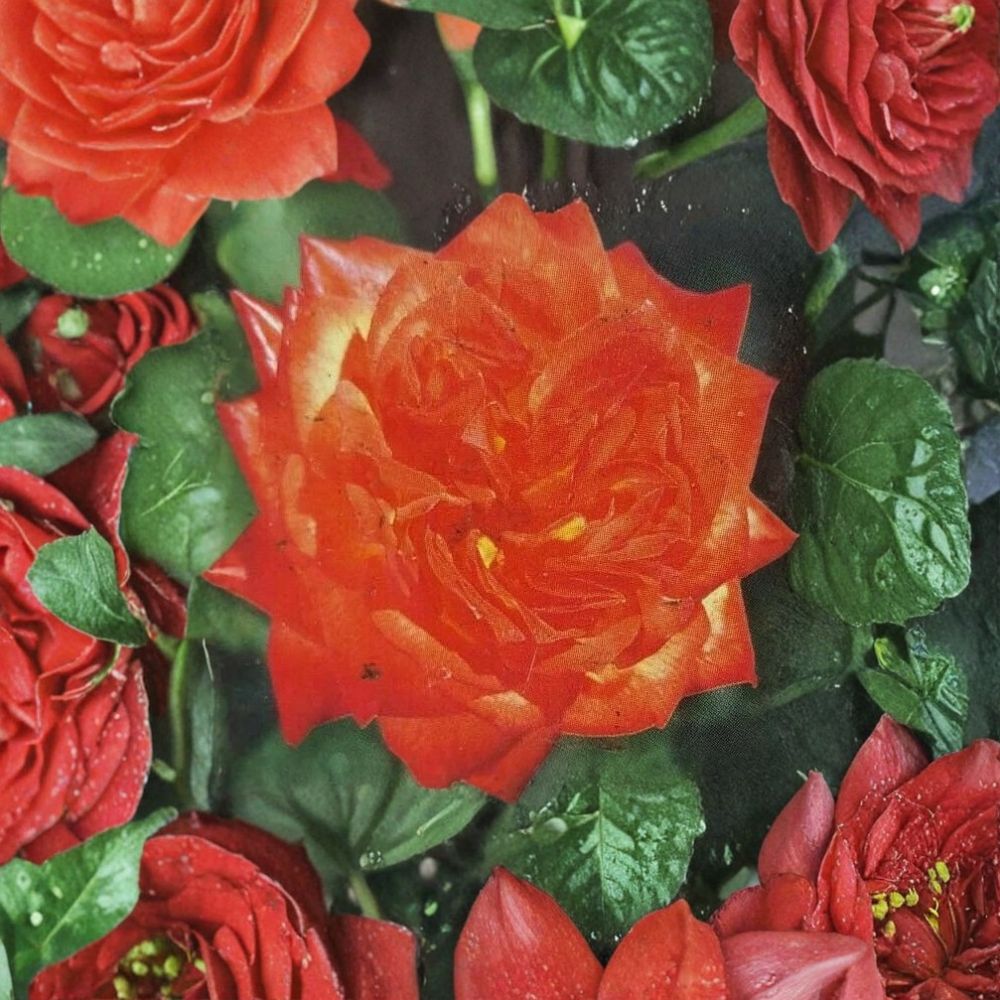 Charisma Floribunda Rose Live Plant – 2 Gallon Size | Red Orange Yellow Rose Bush | Colorful Repeat Blooming Rose | Landscape & Garden Favorite | Includes Rooted Live Plant