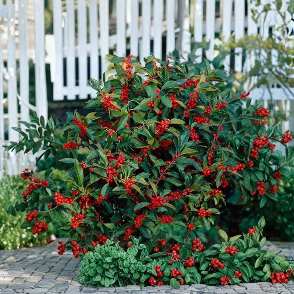 3 Nellie R. Stevens Holly Live Plants – 6–12 Inches Tall | 2.5 Inch Pots | Evergreen Shrub | Privacy Hedge & Screening Plant | Red Winter Berries | Zones 6–9