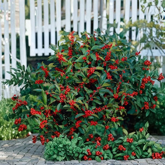 3 Nellie R. Stevens Holly Live Plants – 6–12 Inches Tall | 2.5 Inch Pots | Evergreen Shrub | Privacy Hedge & Screening Plant | Red Winter Berries | Zones 6–9