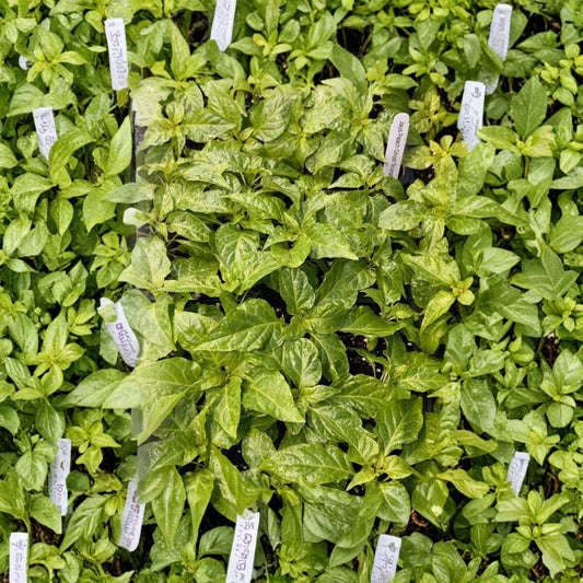 Jays Peach Ghost Scorpion Pepper – 3 Live Super Hot Pepper Plants | 75+ Days Old | Peach Pods | Fruity Floral Flavor | Capsicum Chinense | Hot Pepper Plant