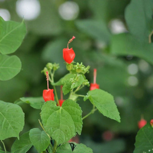 Turks Cap Live Plant – 1 Gallon Fully Rooted | 4–6 Ft Mature Size | Red Flowers & Edible Fruit | Hummingbird & Butterfly Plant | Drought Tolerant | Garden Shrub