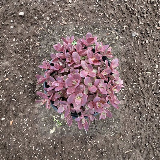 Sedum 'Firecracker' – Live Plant | 4 Inch Nursery Pot | Perennial Ground Cover | Drought-Tolerant Succulent