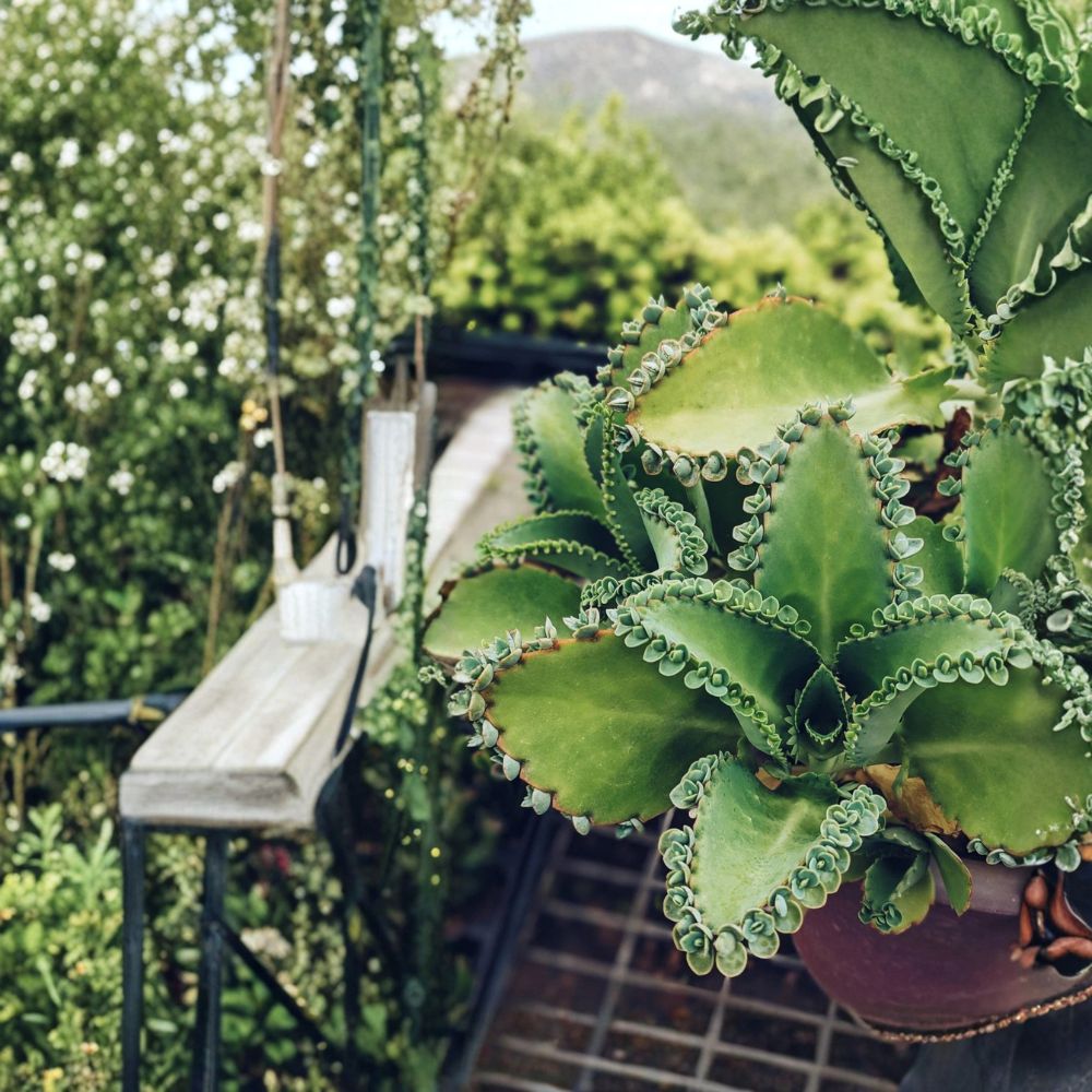 Mother of Thousands Succulent – Kalanchoe daigremontiana Live Plant | 2 Inch Nursery Pot | Easy to Grow | Unique Houseplant | Easy to Propagate