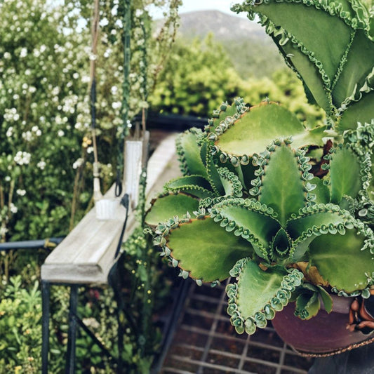 Mother of Thousands Succulent – Kalanchoe daigremontiana Live Plant | 2 Inch Nursery Pot | Easy to Grow | Unique Houseplant | Easy to Propagate
