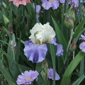 Stairway to Heaven Bearded Iris – 3 Live Rhizomes | Fragrant Perennial Flower | Lavender Blue Iris | Hardy Garden Plant
