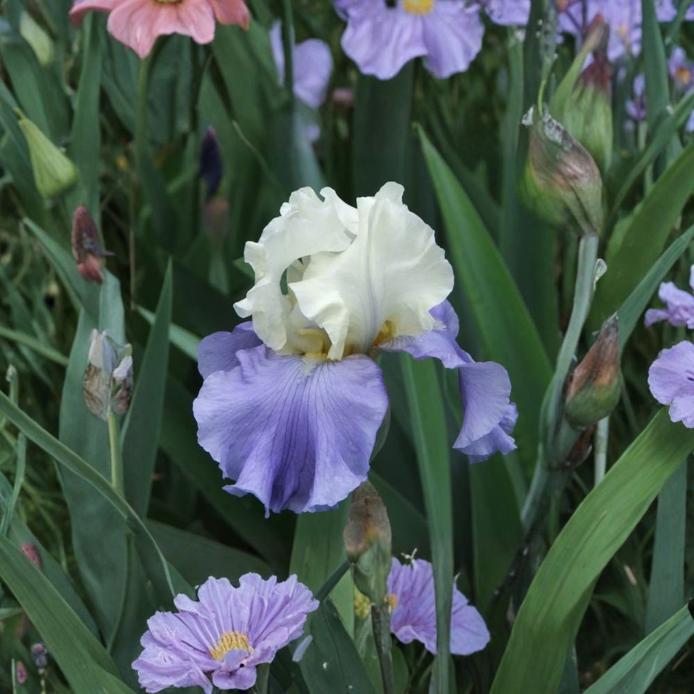 Stairway to Heaven Bearded Iris – 3 Live Rhizomes | Fragrant Perennial Flower | Lavender Blue Iris | Hardy Garden Plant