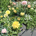 Julia Child Rose – Butter Gold Live Bush Plant | 1 Gallon Size | Includes Root Ball Wrapping | 2006 AARS Award Winner | Floribunda Rose