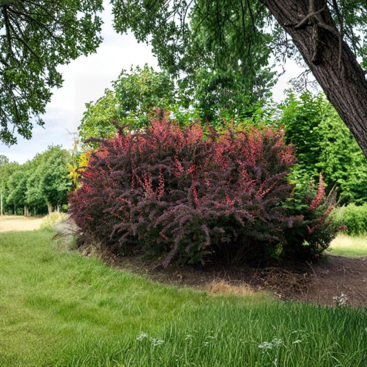 Rose Glow Barberry Live Plant – 3 Inch Pot | Berberis thunbergii | Pink Variegated Foliage Shrub | Ornamental Garden Plant | Zones 4–8
