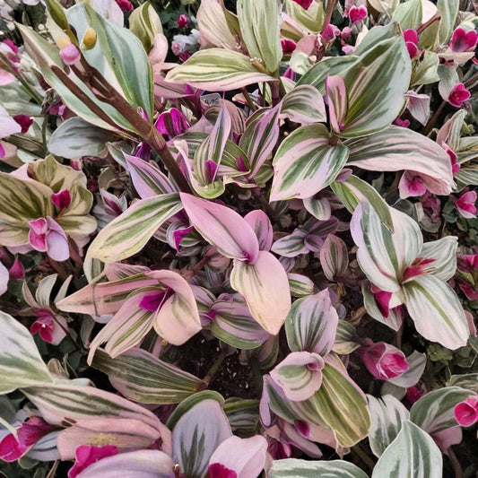 Tradescantia Nanouk – Pink Wandering Jew Live Cuttings | Set of 5 | 3–5 Inches Long | Rare Variegated Houseplant | Easy to Propagate