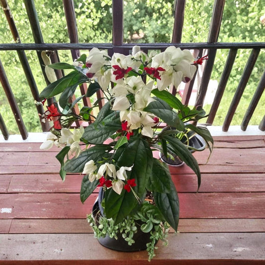 White Bleeding Heart Vine Live Plant – Potted | Clerodendrum thomsoniae | White & Red Flowers | Tropical Flowering Vine | Full Sun & Partial Shade | Garden Plant