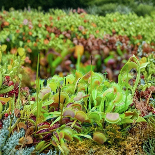 Venus Flytrap Live Plant – Dionaea muscipula | Carnivorous Houseplant | Starter Plant in 2 oz Pot