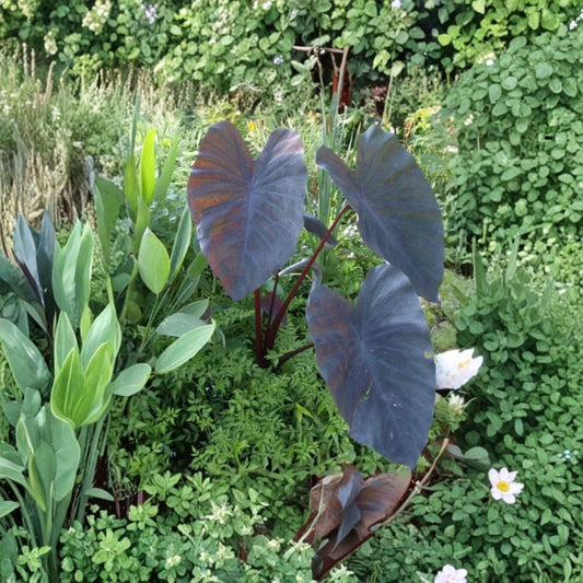 Hawaiian Punch Colocasia Live Plant – 3 Inch Starter | Colorful Elephant Ear | Green Foliage with Pink Red Stems | Tropical Perennial | Ships Without Pot