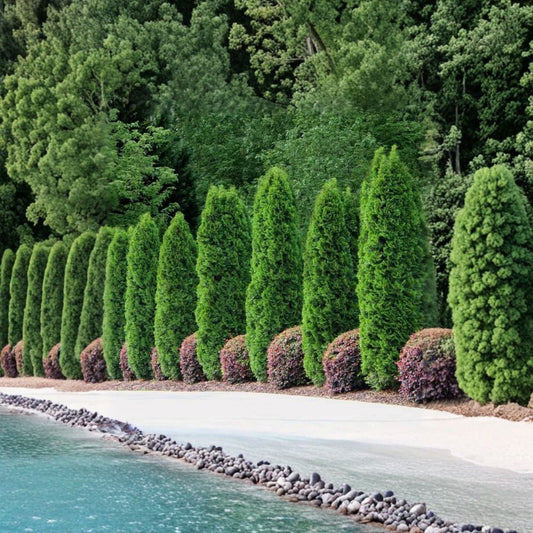 Emerald Green Arborvitae Live Tree – Thuja occidentalis ‘Emerald Green’ | 6–12 Inch Tall | 2.5 Inch Pot | Evergreen Privacy Hedge | Zones 3–7