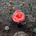 Tropicana Rose – Rosa Hybrid Tea Live Plant | 2 Gallon Size | Includes Healthy Root System | Garden & Landscape Friendly | Vibrant Orange Fragrant Blooms
