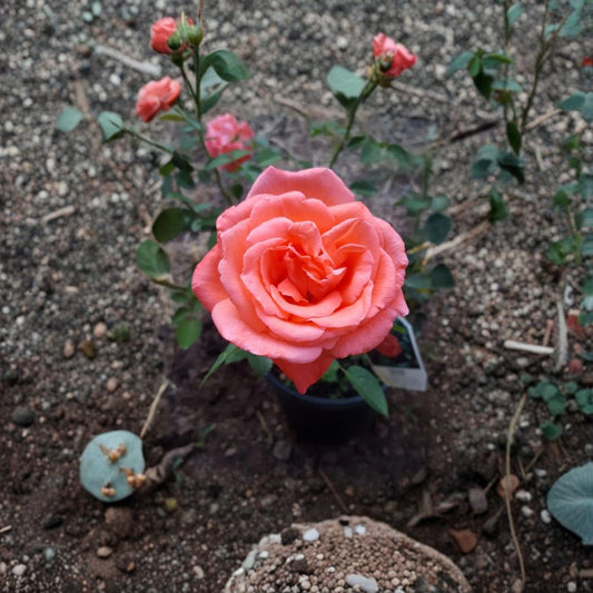 Tropicana Rose – Rosa Hybrid Tea Live Plant | 2 Gallon Size | Includes Healthy Root System | Garden & Landscape Friendly | Vibrant Orange Fragrant Blooms