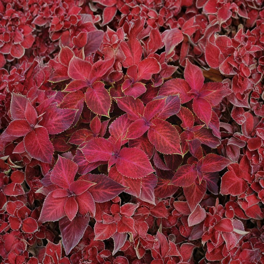 Red Coat Coleus Live Plants – Set of 3 | 4–6" Tall | Coleus Red Foliage Plant | Ornamental Houseplant & Garden Plant | No Pot