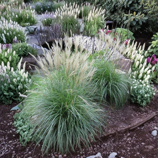 Adagio Maiden Grass – Large Live Miscanthus sinensis ‘Adagio’ Clump | 3+ Year Old Rooted Plant | 4–5 Ft Mature Ornamental Grass | Fresh Dug | Zones 5–9
