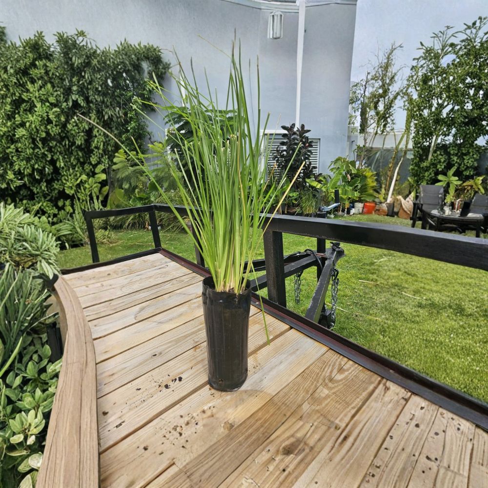 Vetiver Grass Live Plant – Chrysopogon zizanioides | Established Erosion Control Grass | Ornamental Grass | Privacy Screen | Adult Plant