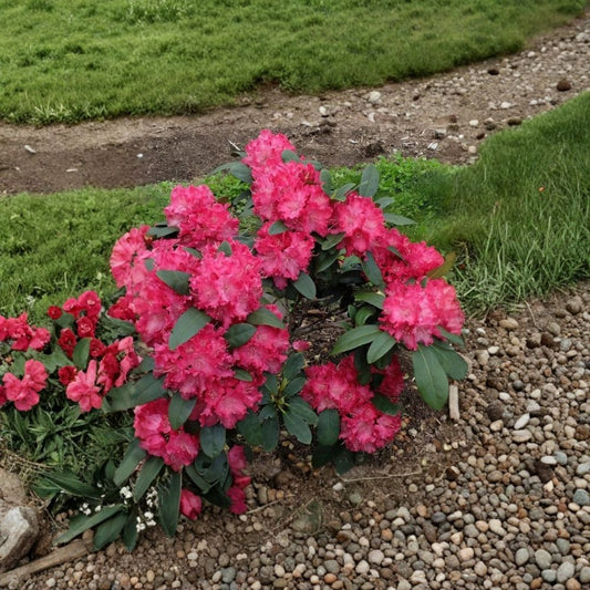 Holden Red Rhododendron – Rhododendron 'Holden' Starter Plant | 1 Live Plant | Evergreen Flowering Shrub | Shade Garden Favorite | Easy to Grow