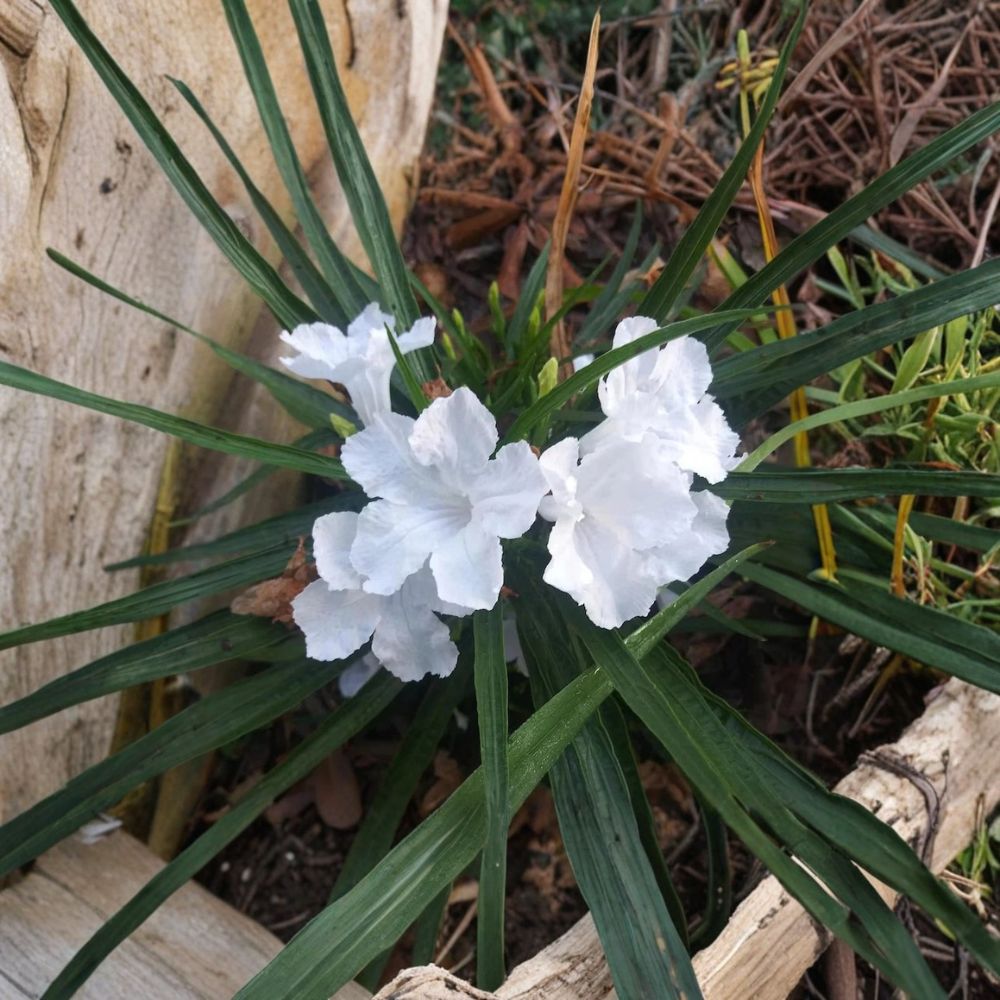 White Mexican Petunia Live Plants | Set of 6 | Includes Small Pots | Ruellia Flowering Perennials | Garden & Container Friendly